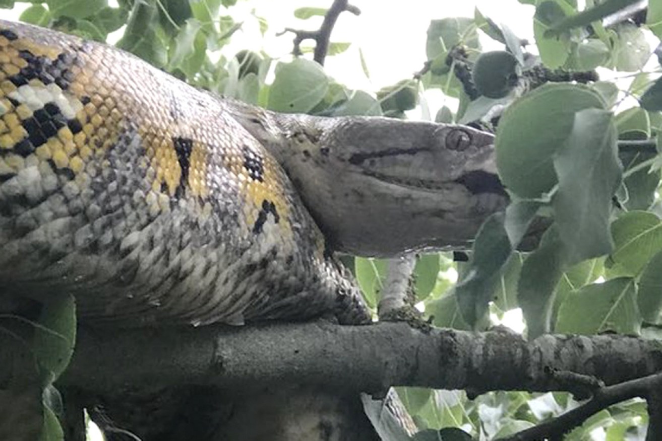 Firefighters cut the branches around the runaway reptile, before cutting the branch it was on and catching it as it fell.