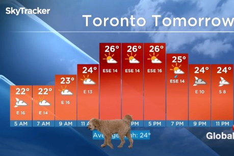 Cute dog interrupts live weather broadcast