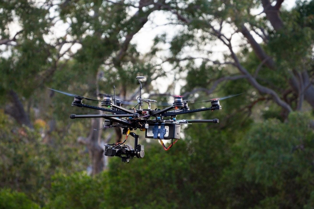 A drone helps monitor koalas in a program run by the Queensland University of Technology.