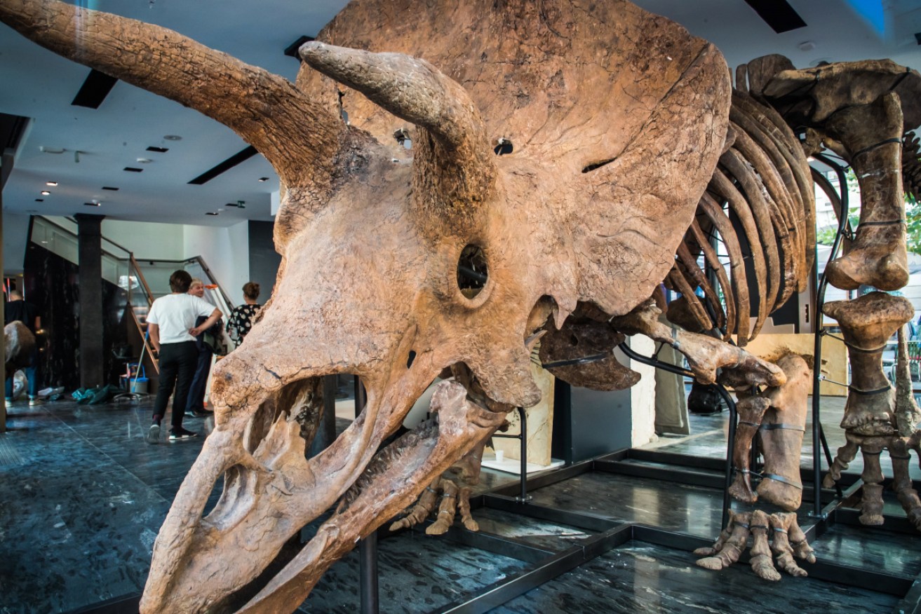 The fossilised remains of the largest triceratops dinosaur ever found will be sold in October.