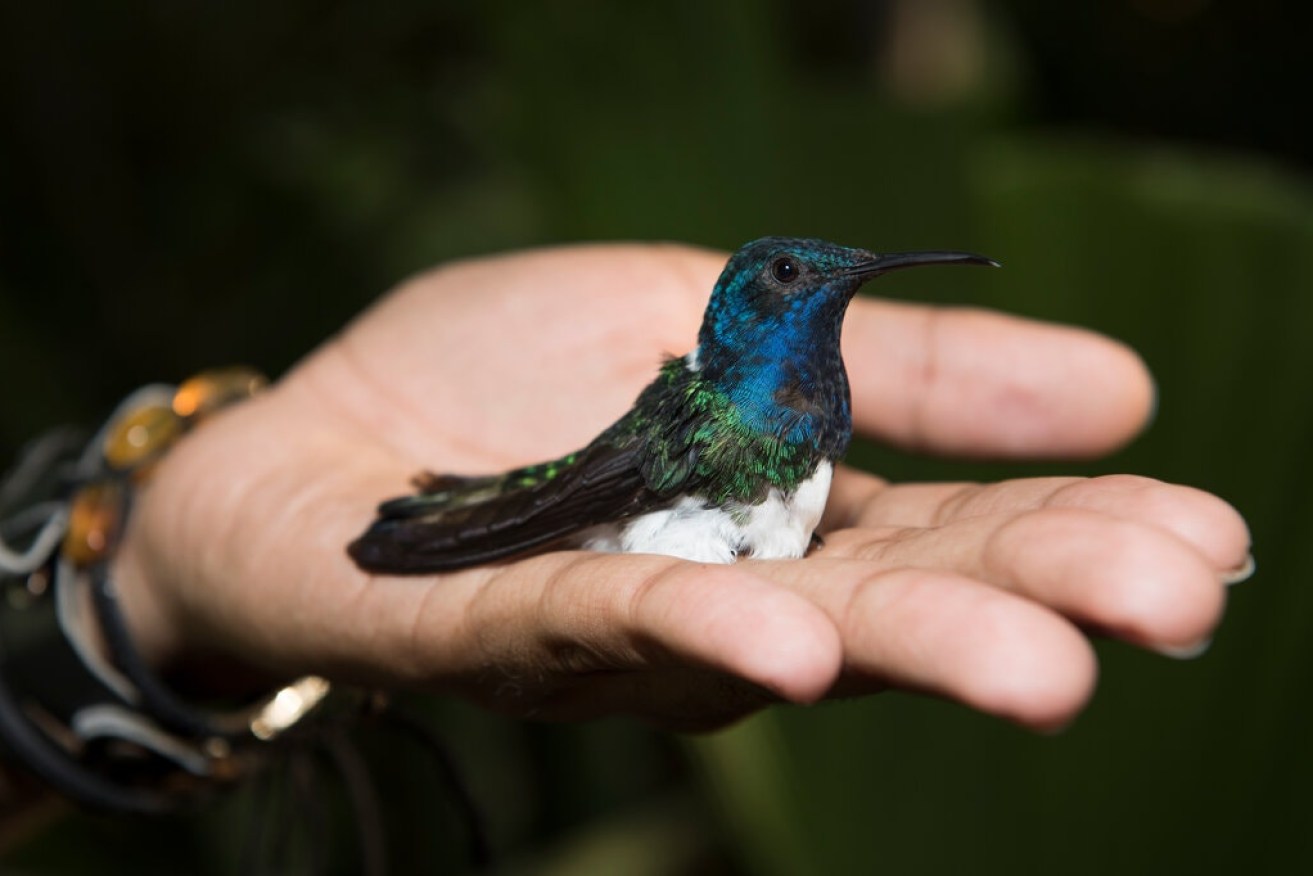 A female white-necked Jacobin hummingbird decked out in male colours.  