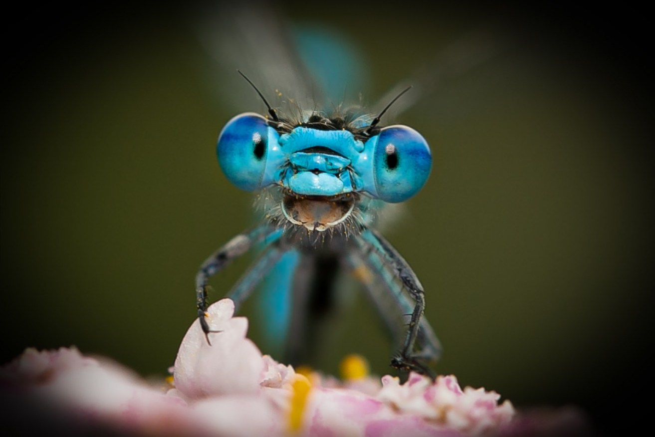 Finalists for an award celebrating the joy of wildlife have been unveiled.