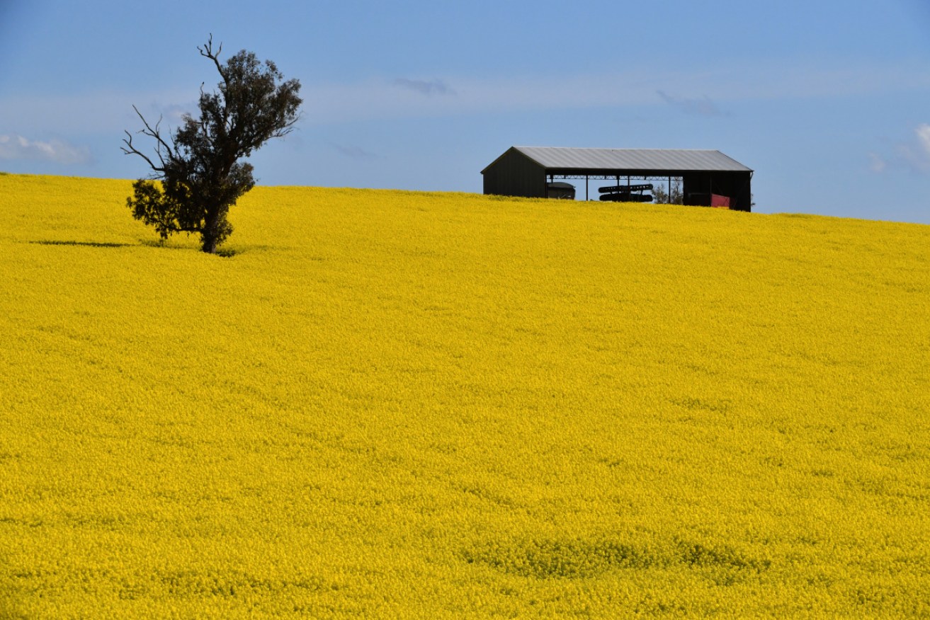 Canola production is tipped to drop 41 per cent but will come in above the 10-year average.