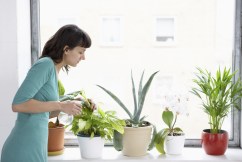 Indoor plant returns rooted in reality of law
