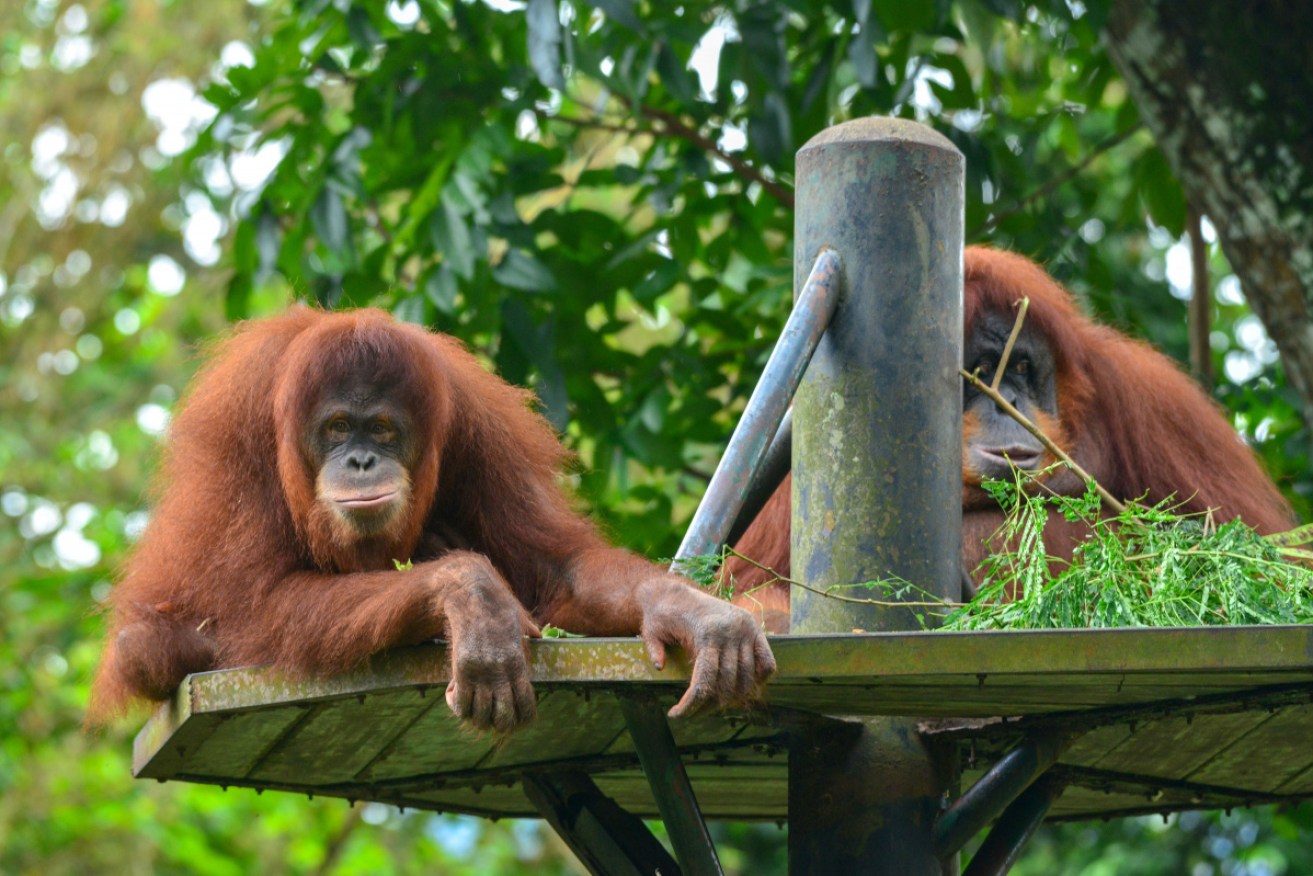 Thirty orangutans at a Malaysian wildlife park have been cleared of having coronavirus.