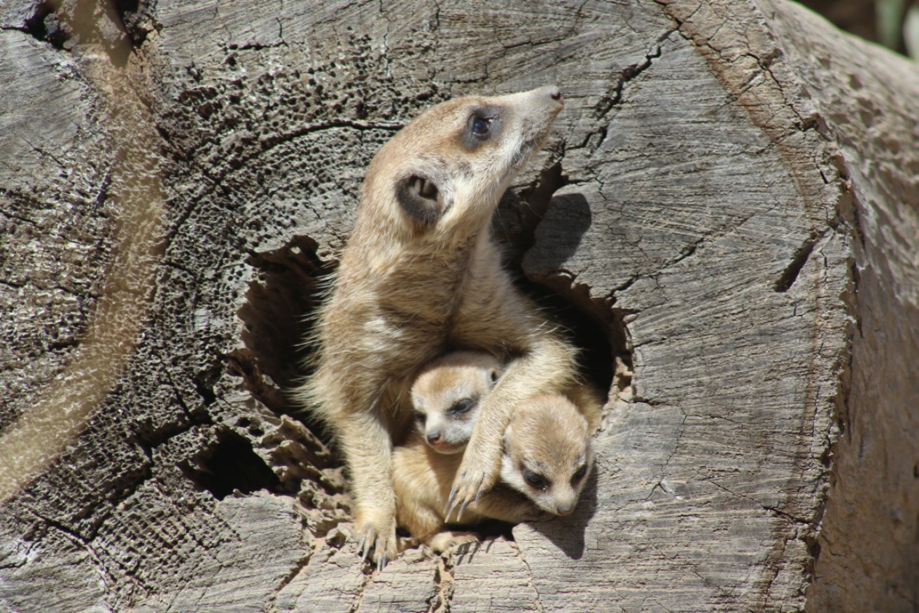 Three Meerkat pups have been born during lockdown at Taronga Western Plains Zoo at Dubbo, NSW.