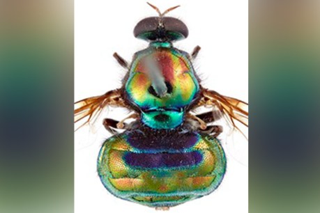 'Drag queen' fly among newly named species
