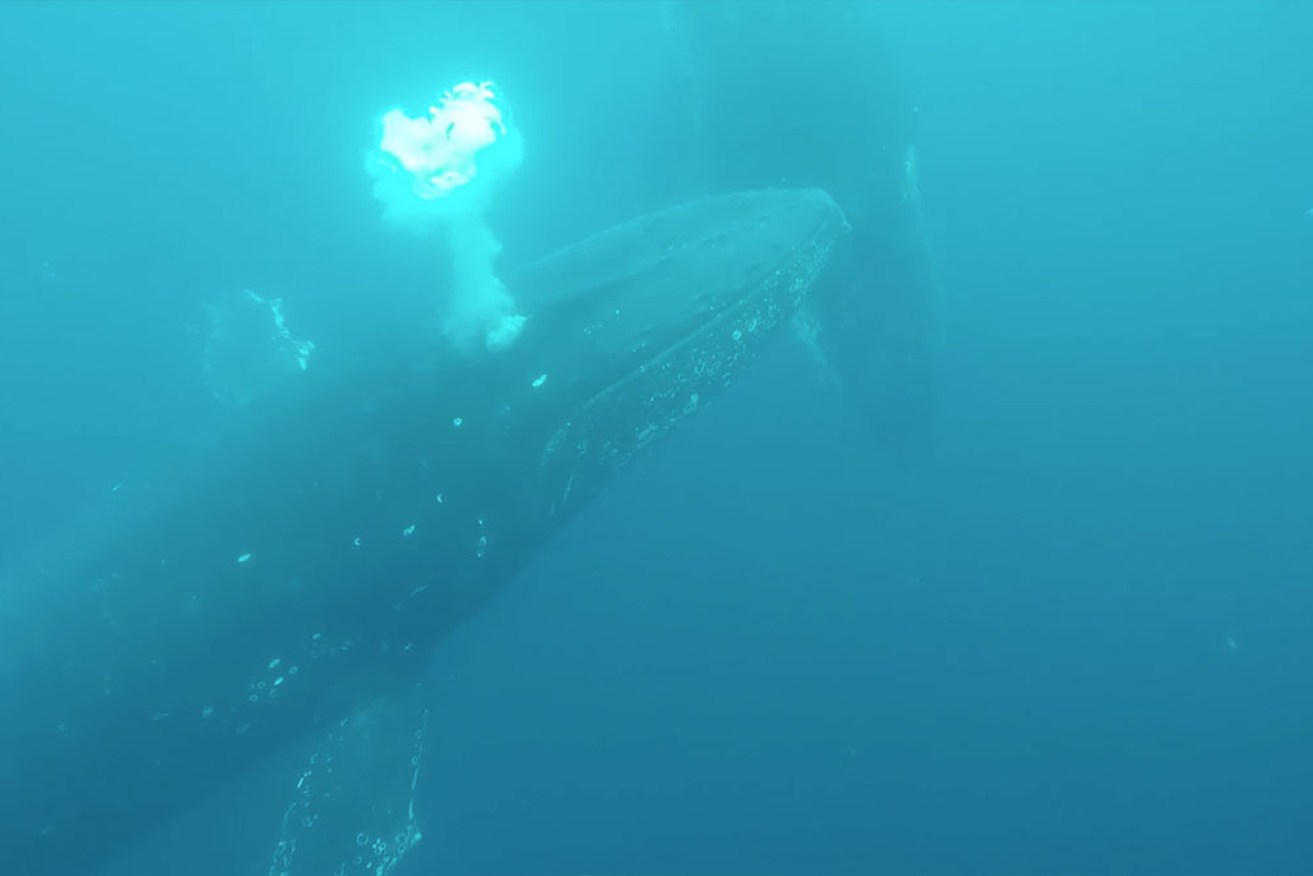 Sapphire Coastal Adventures captured incredible footage of the encounter. 