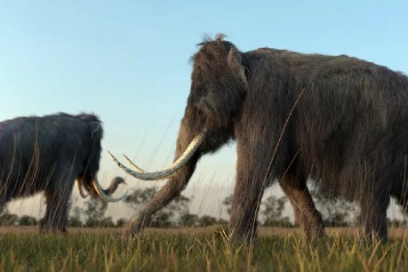 Bringing mammoths back might not be bad idea
