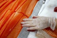 Tasmania pledges 10-year ‘reset’ for salmon industry 