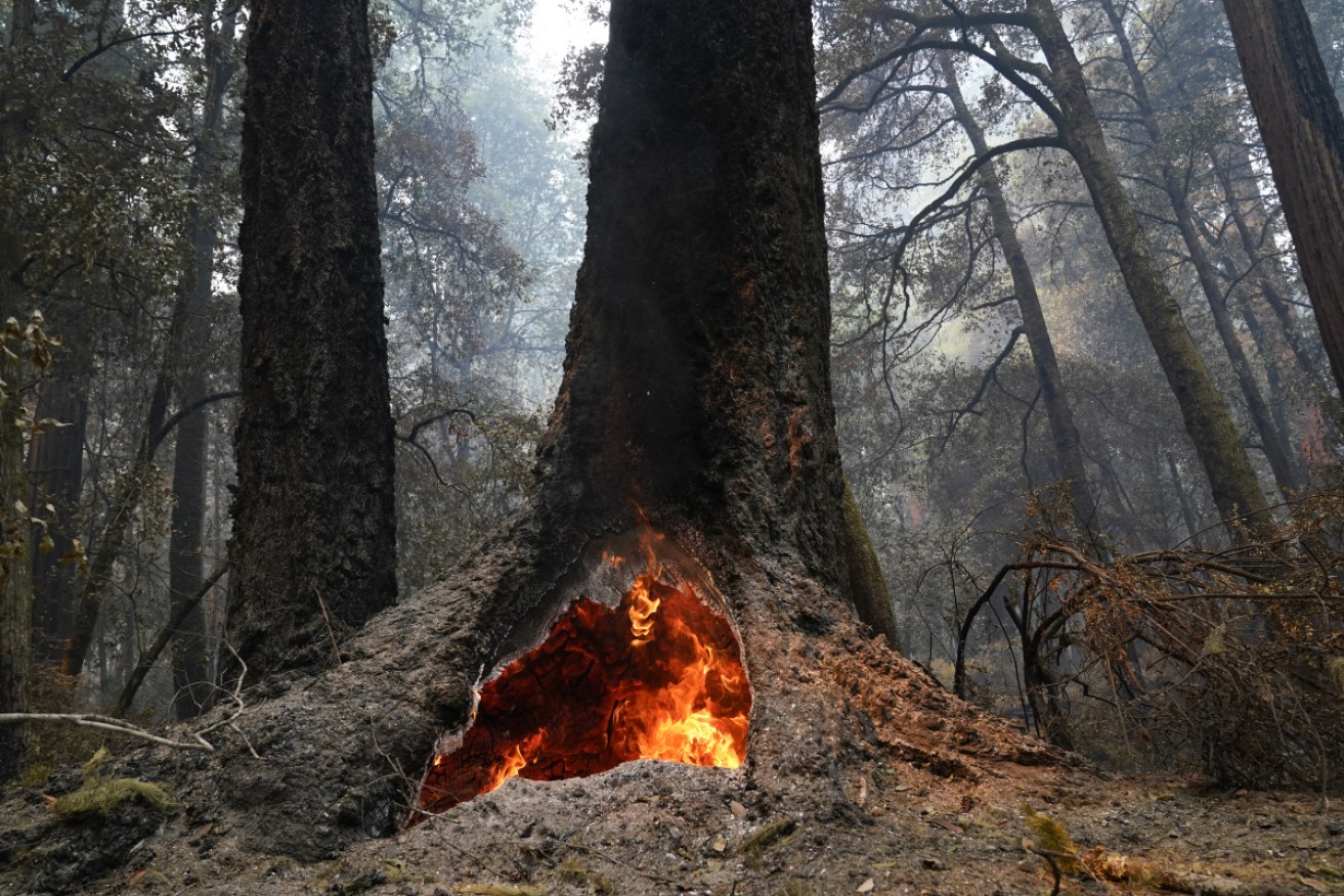 A 2020 photo of fire burning in the hollow of an old-growth redwood tree in California's Big Basin Redwoods State Park.