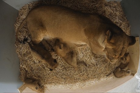 Behind-the-scenes glimpse at precious little lion cubs