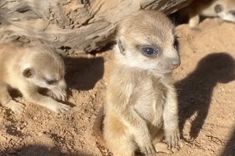 From meerkat pups to the Met Gala: Here are the best and brightest viral videos of the week