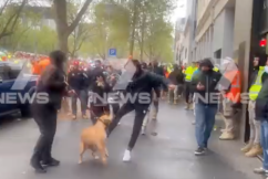 RSPCA investigates protest dog-kicking