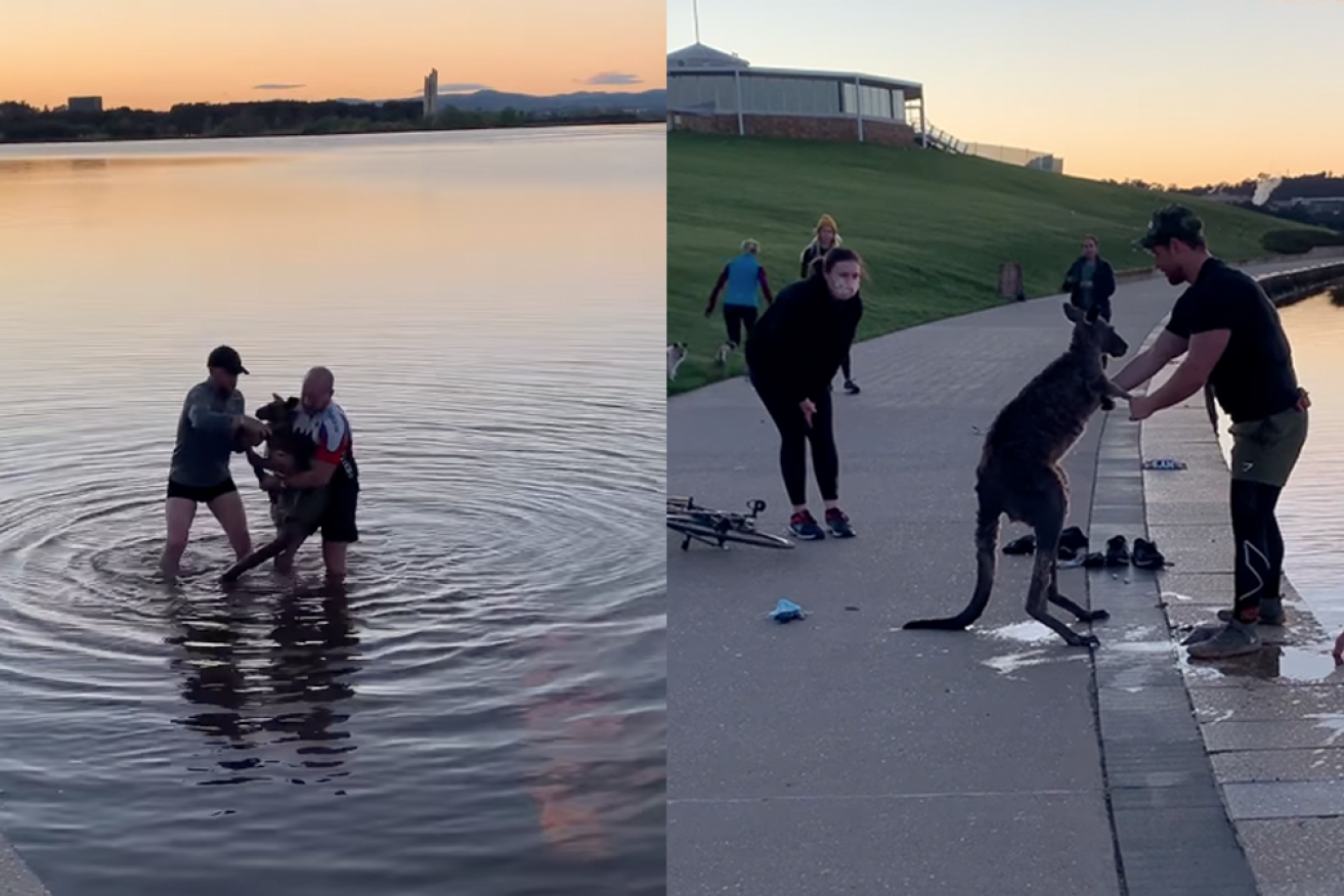 Two men rescue a kangaroo from Canberra's Lake Burley Griffin.