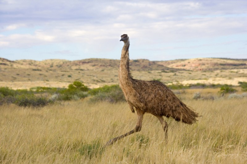Emus are set to be reintroduced to Sydney.