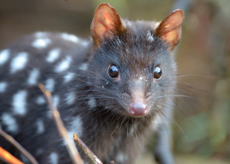 Eastern quolls will be reintroduced to Sydney.
