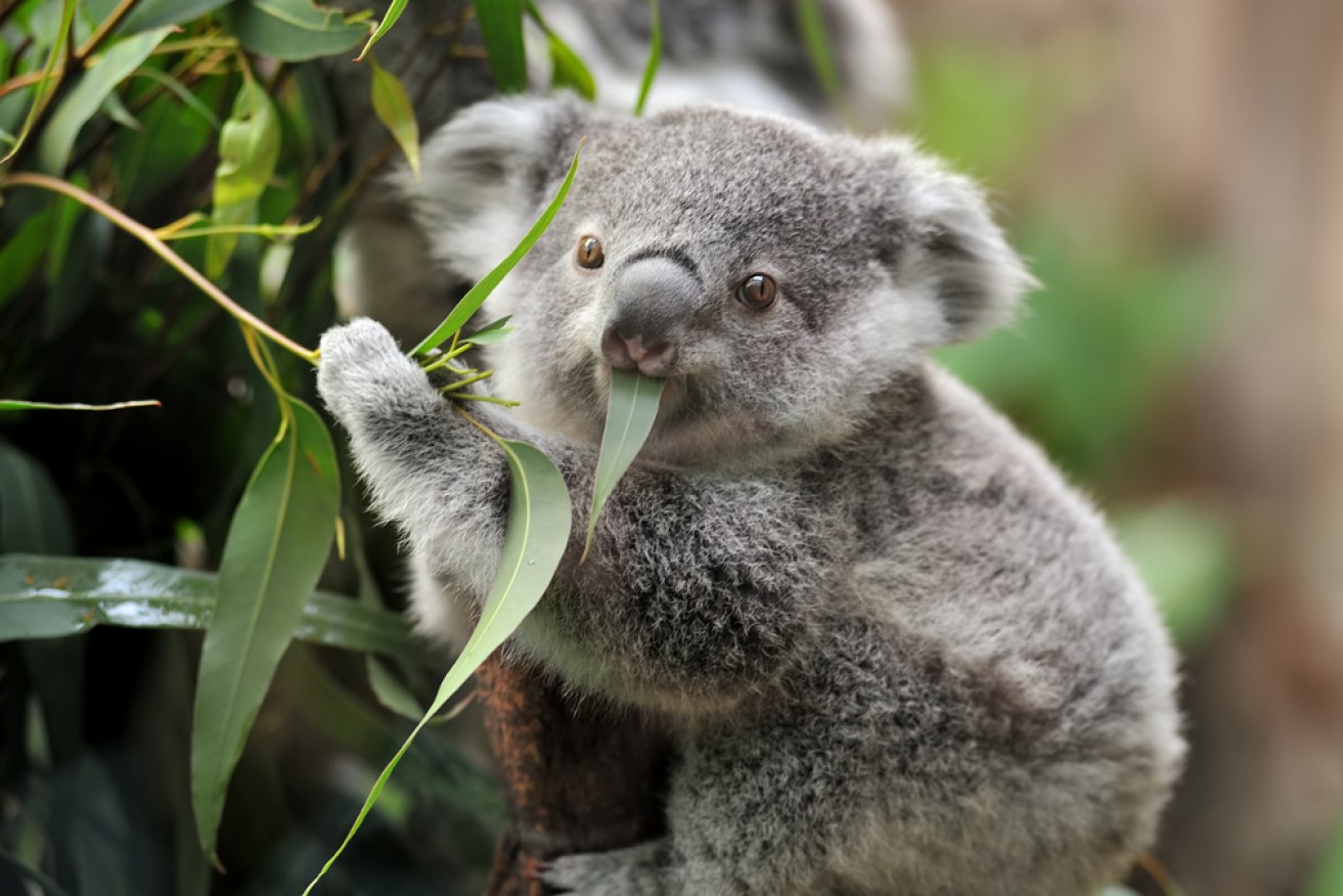 Wildlife experts say koalas are at risk of being functionally extinct and urgent action is needed.