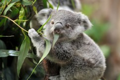 Koalas at risk of extinction, experts warn