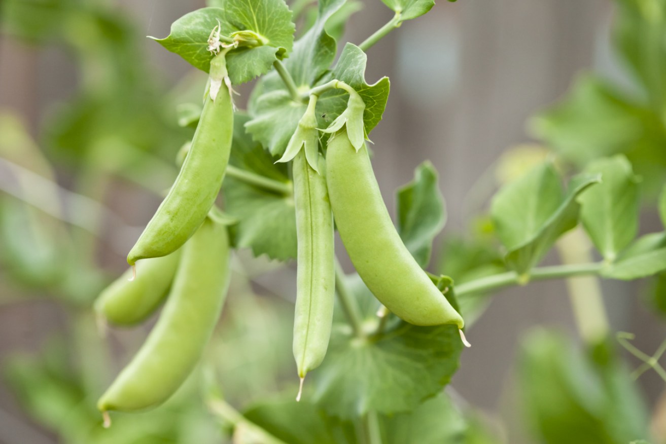 Plant-based false meat prices are likely to rise amid a surge in the cost of peas, Roquette says.