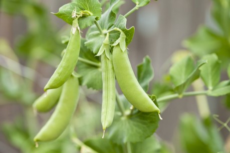 Global spike looms for pea prices