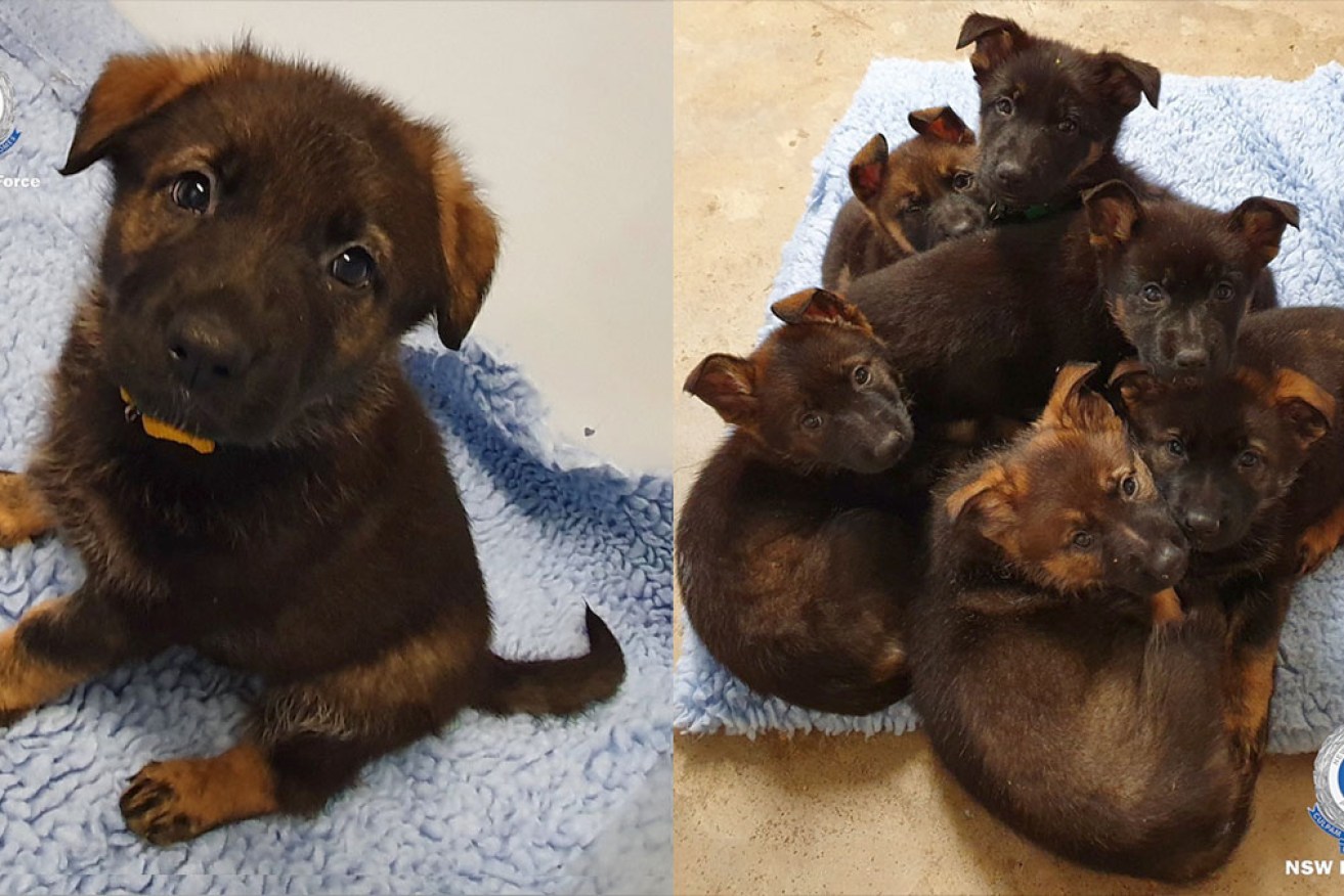 New paws on patrol: Six very good pooches join NSW Canine Unit.