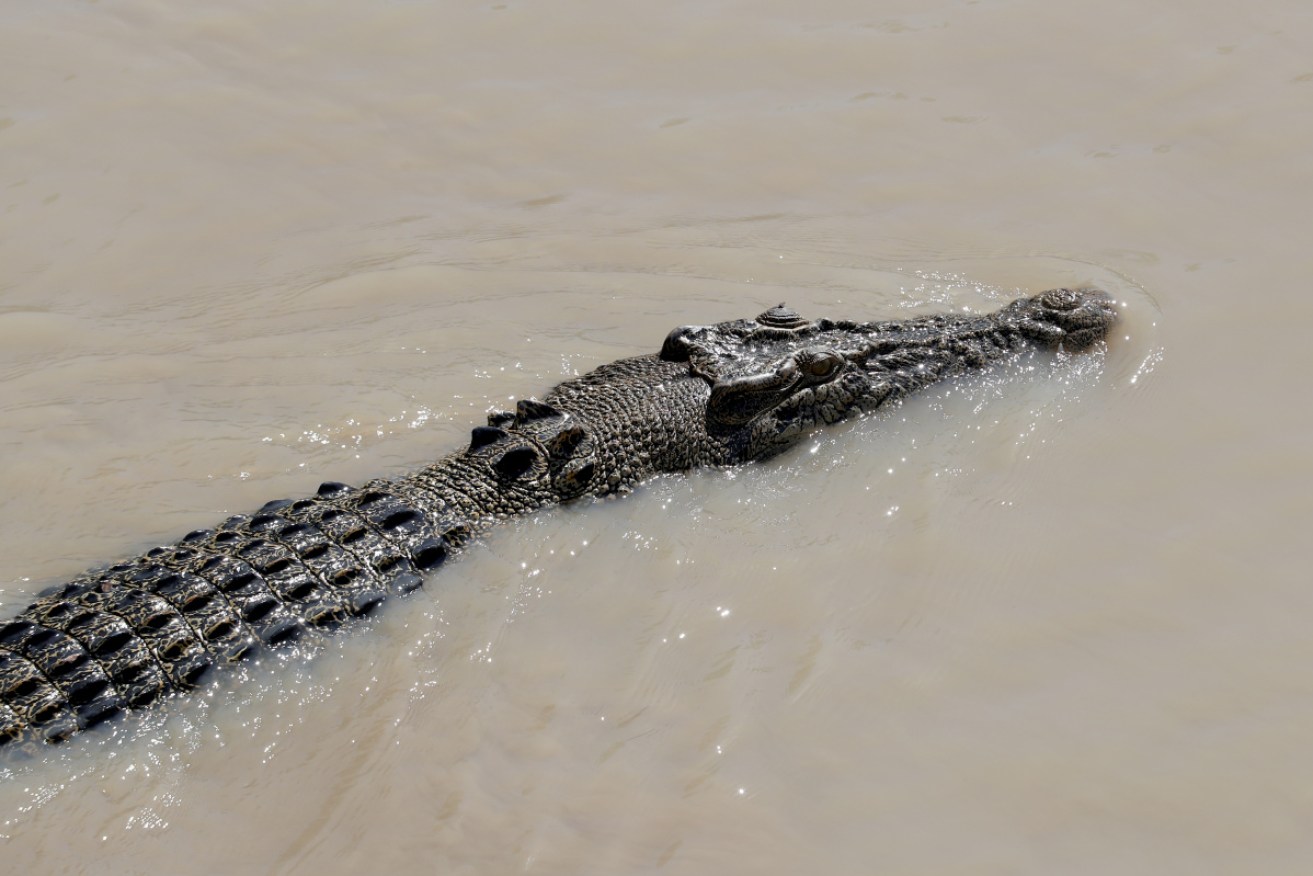 A crocodile measuring more than four metres long has been captured in a north Queensland marina after lunging at a man on a house boat.