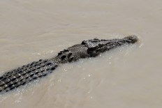Huge croc removed from north Qld marina