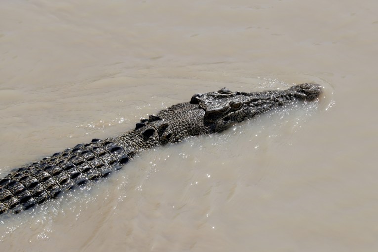Huge croc removed from north Qld marina