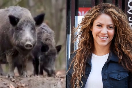 Pop star Shakira ‘attacked’ by wild boars