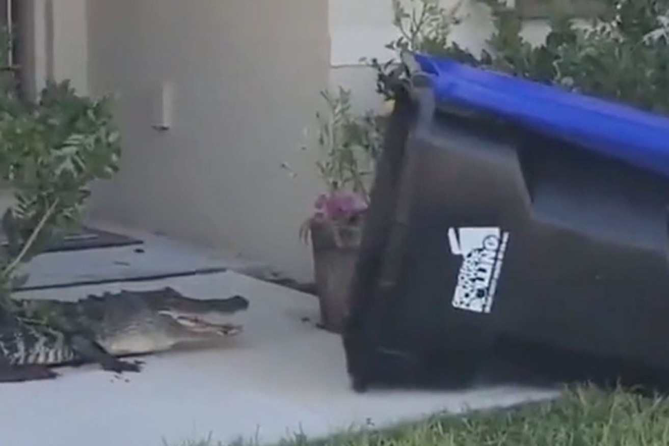 Florida man captures an alligator in a bin. 