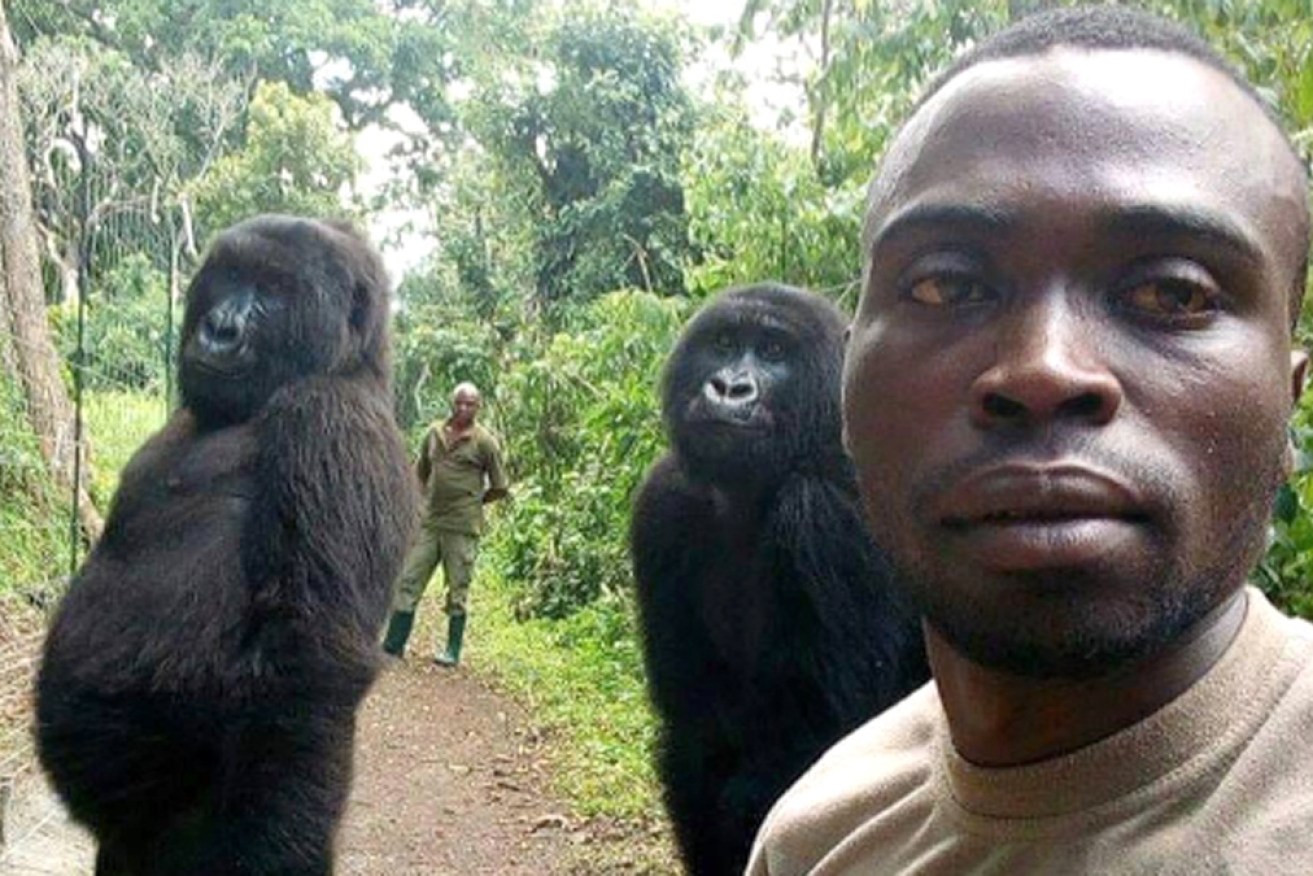 A cheeky Ndakasi and with another gorilla Ndeze and ranger Mathieu Shamavu, in the photo that went viral.