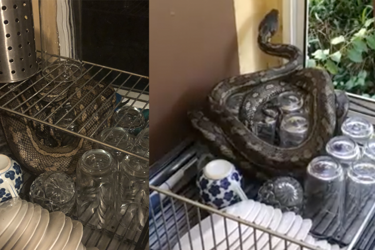 A Ballina man has found a python curled up in his dishwasher.