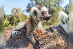 Look who's new: Lemur baby boom at Dubbo zoo