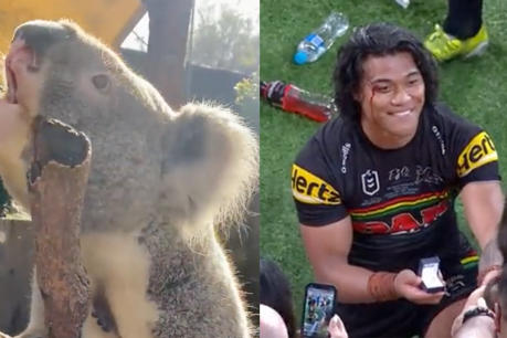 From a bellowing koala to an epic proposal: Here’s our pick for best videos of the week