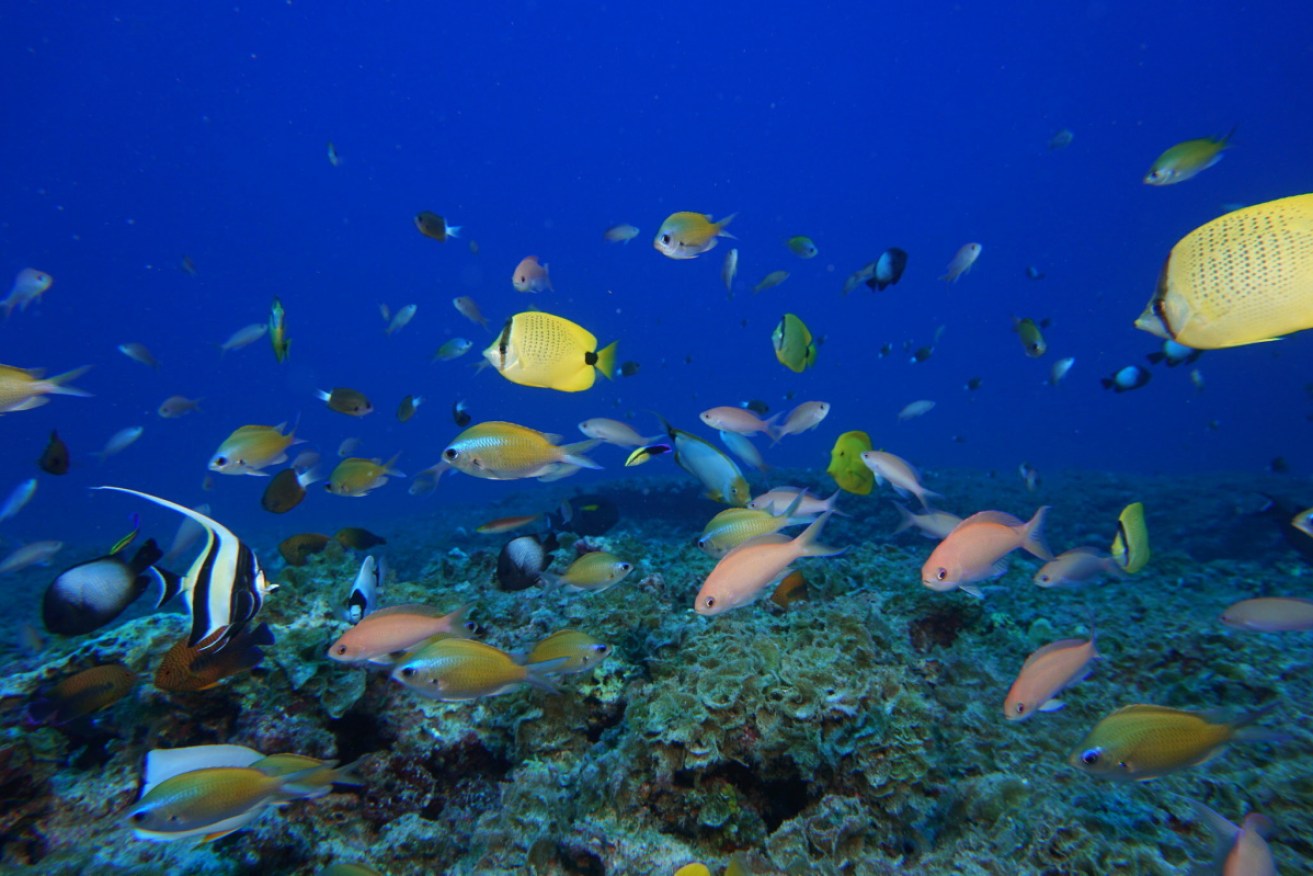 The 'COP15' biodiversity negotiations are due to begin in China as the UN urges more concrete action.