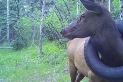 Elk with tyre stuck around its neck finally freed
