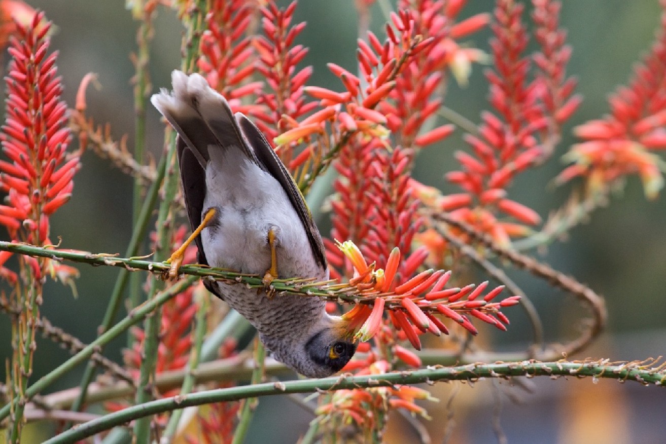 Culling noisy miners is touted as a way to deal with the problem, but given the birds are native, it’s a controversial proposition. Photo: Getty