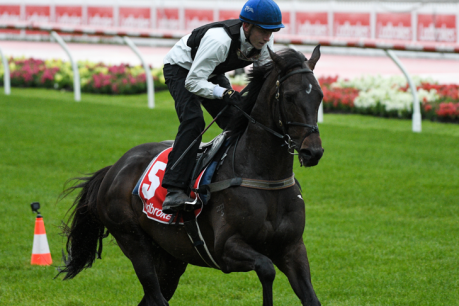 Cox Plate champion Sir Dragonet euthanised after training session goes terribly wrong
