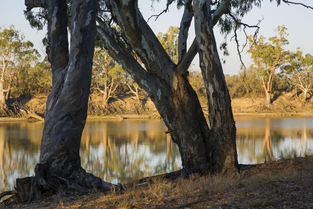 Emergency services are searching for a couple missing in a forest near the Murray River.