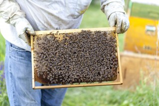 Beekeeping and mental health: A hidden link