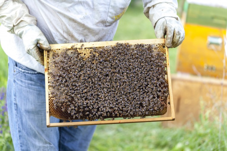 Beekeeping and mental health: A hidden link