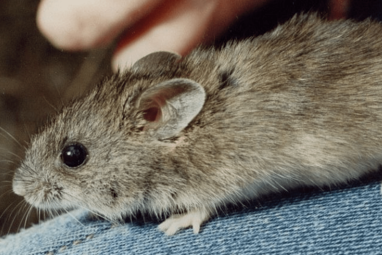 Pressured to the verge of extinction , the New Holland mouse 'eeks' out an existence on Flinders Island.,