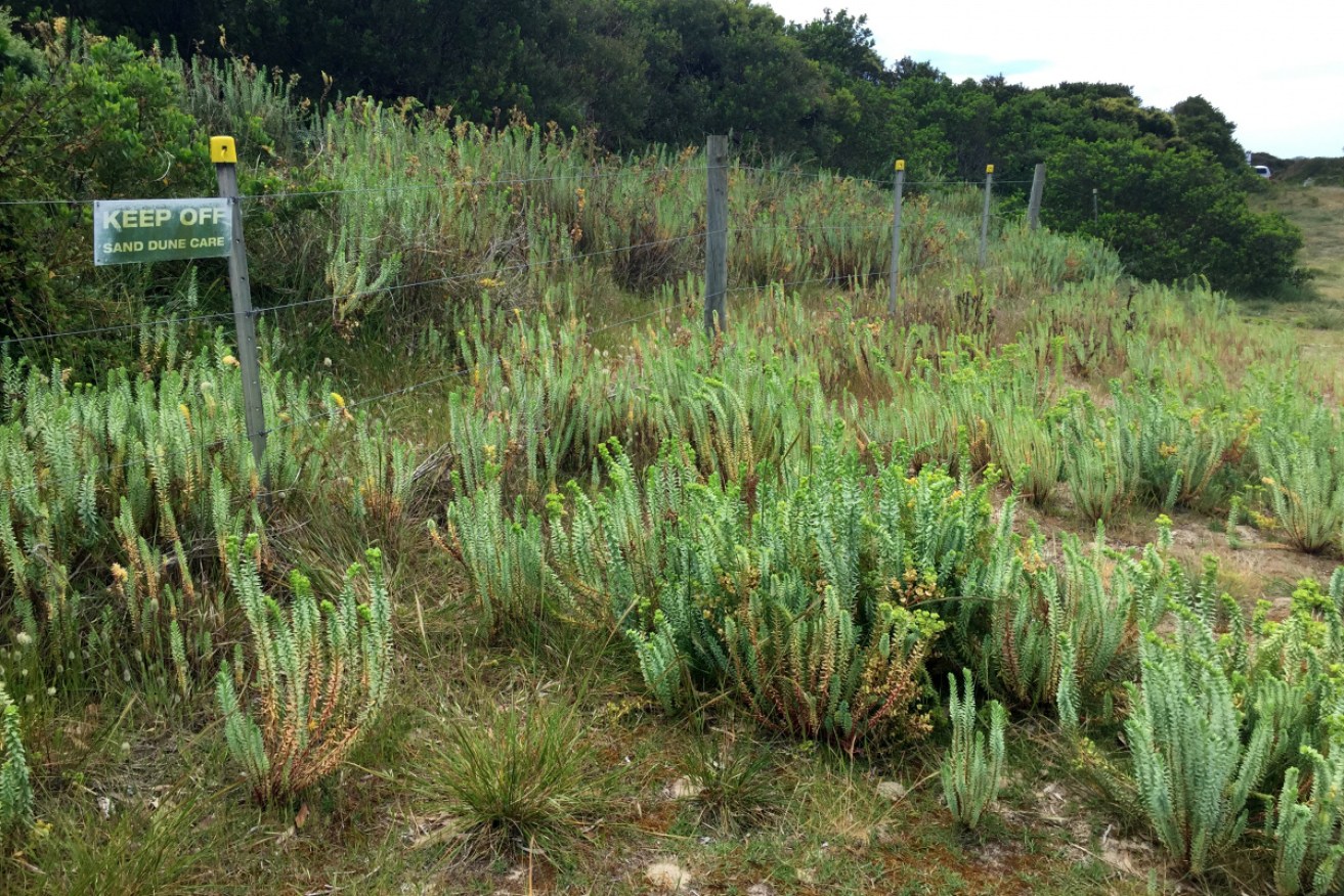 Australian scientists hope to combat the invasive Sea Spurge with its natural enemy, a fungus.