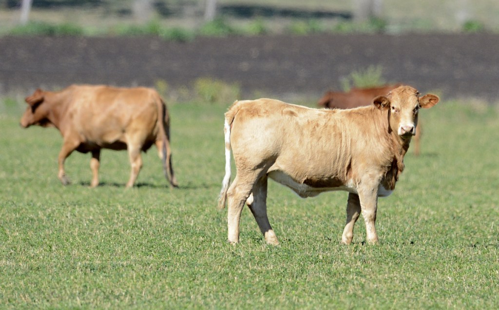 Australia cattle cows