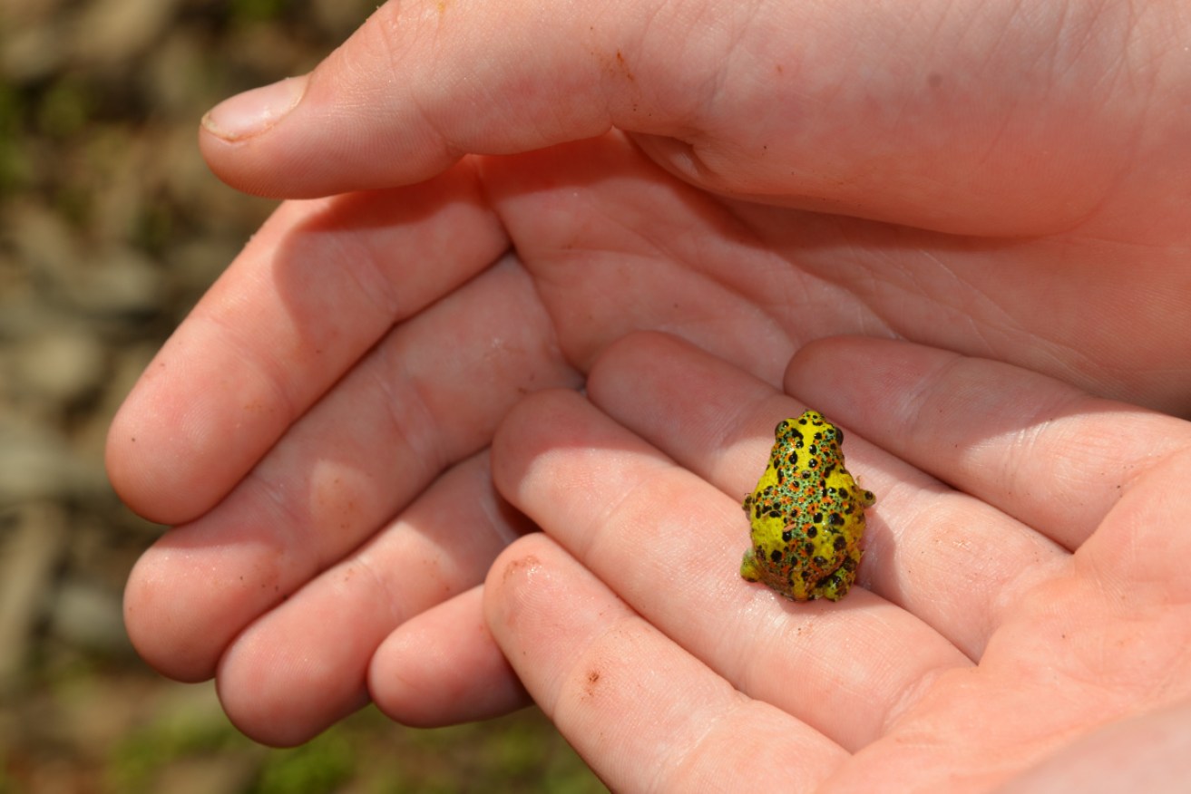 Nine frogs bred at Melbourne Zoo died while keepers were absent waiting on COVID-19 tests.