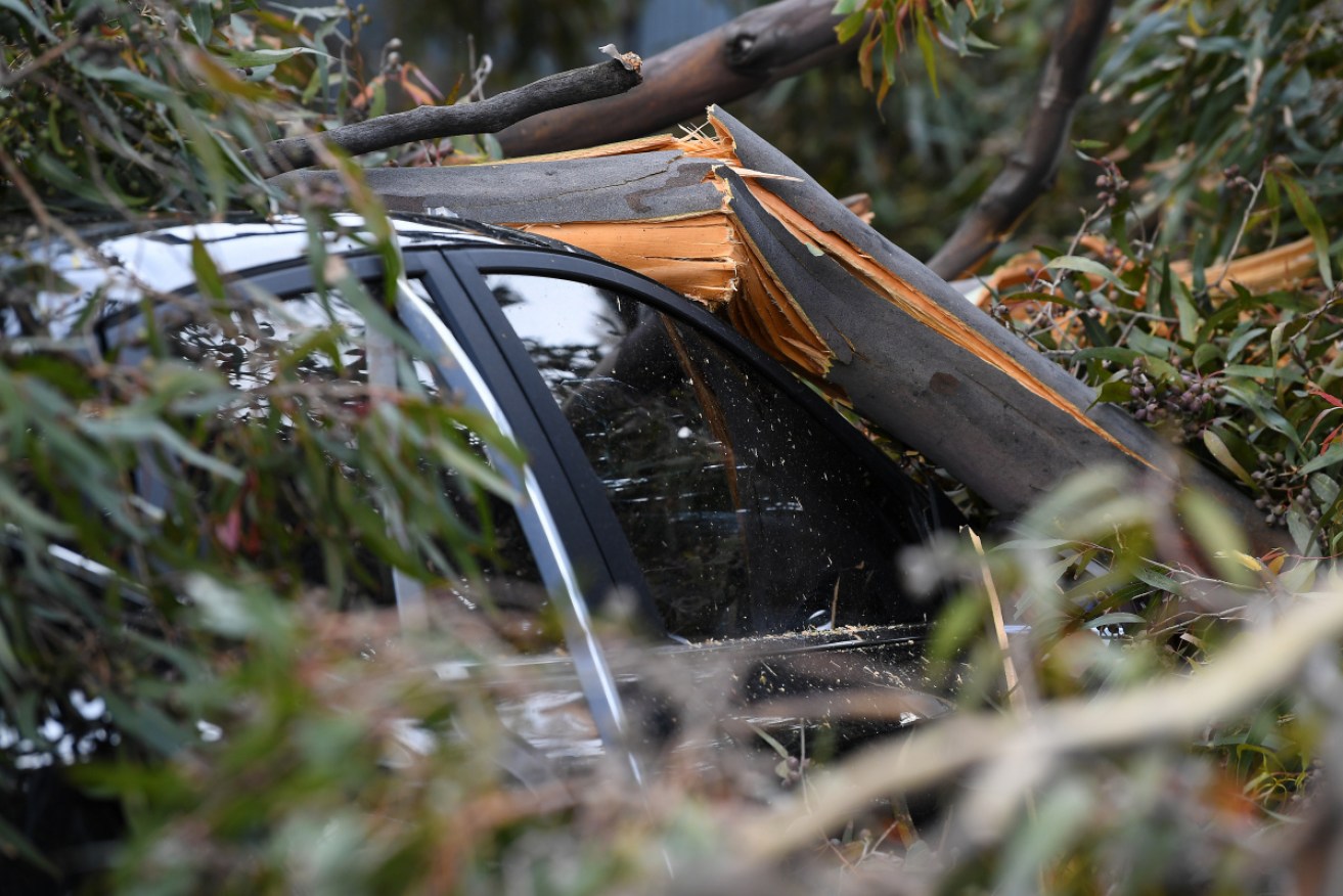 A car under a fallen tree in West Melbourne on Thursday.