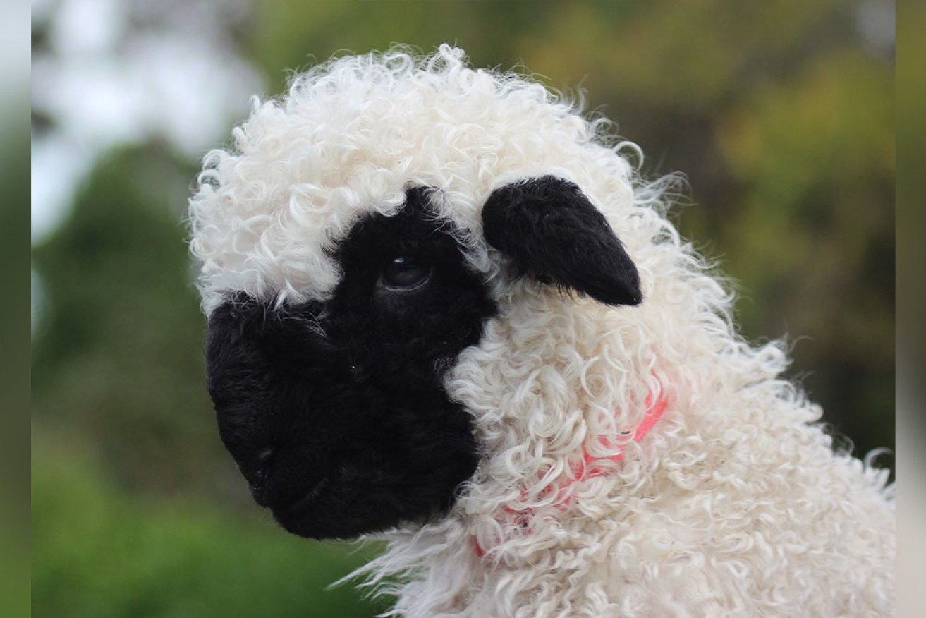 The Valais Blacknose is known as the cutest sheep in the world. 