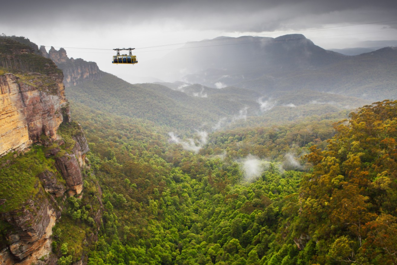 A report suggests forests in areas such as the Blue Mountains may emit more CO2 than they absorb.