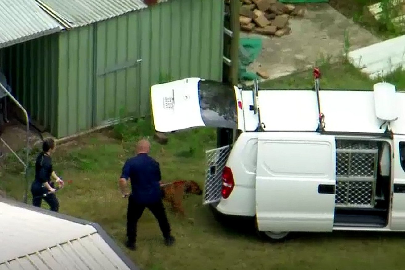 Animal handlers take one of the dogs away.